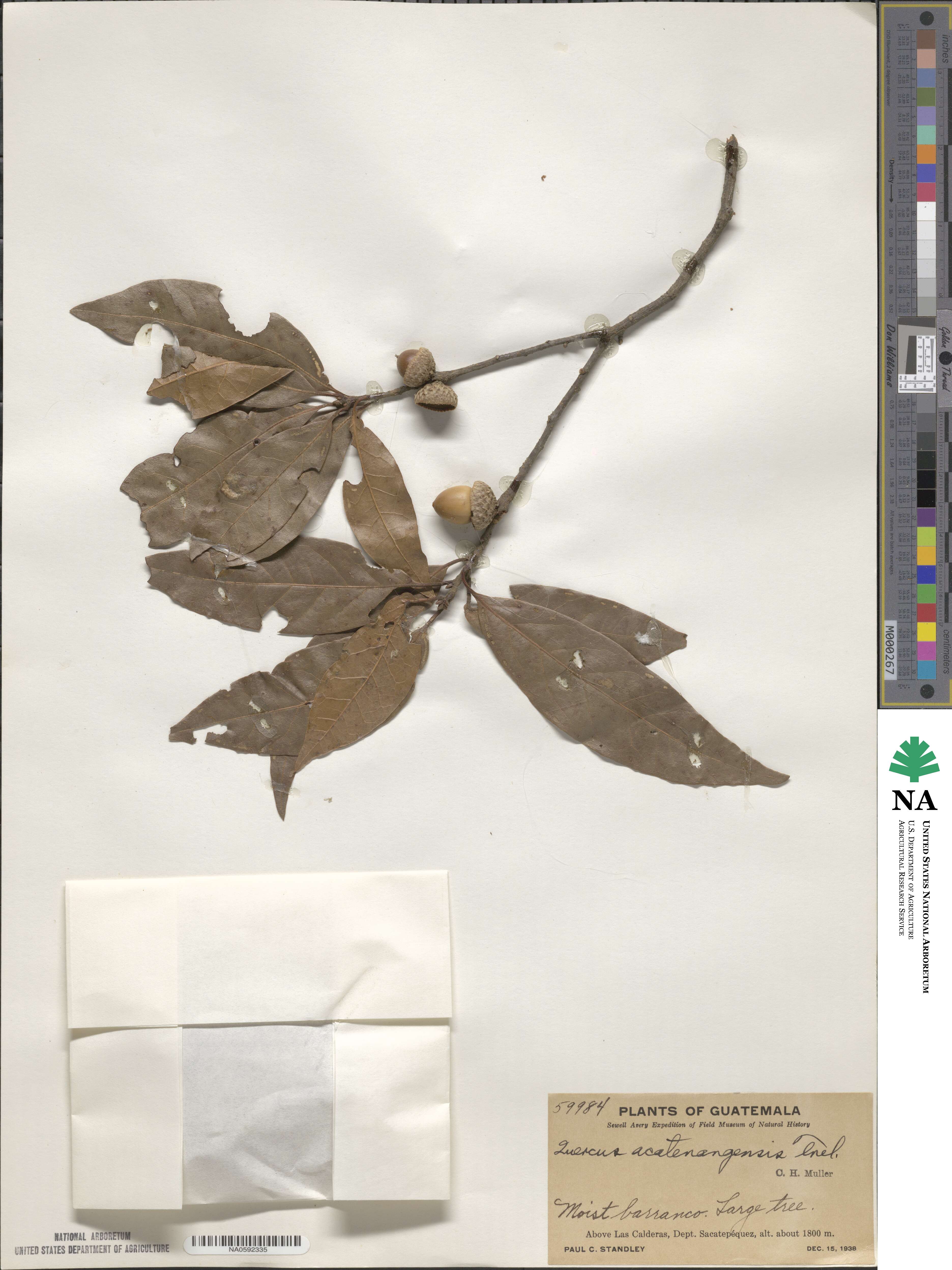 Quercus acatenangensis image