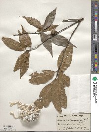 Quercus acatenangensis image