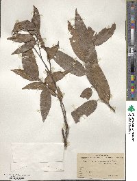 Quercus acatenangensis image