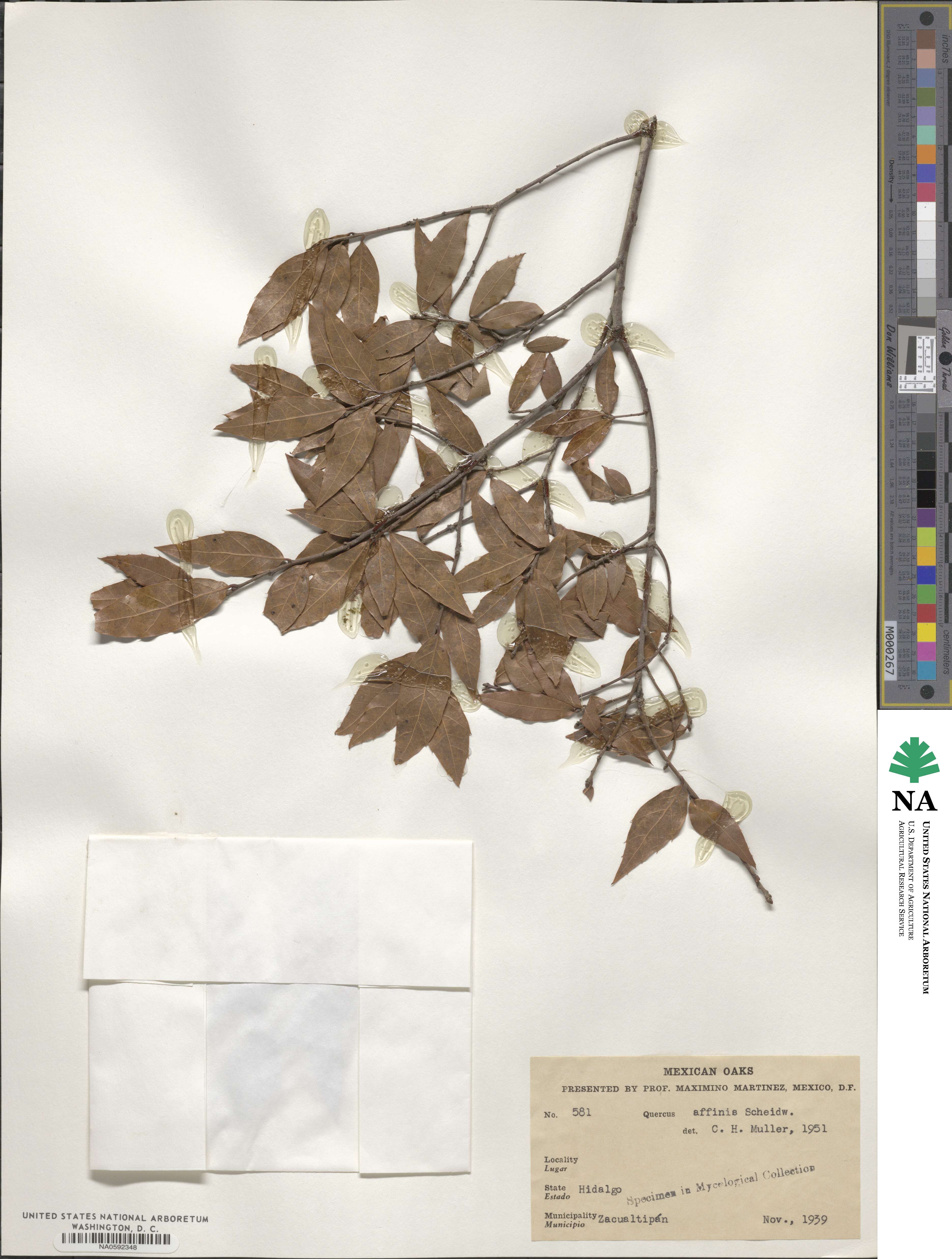 Quercus affinis image
