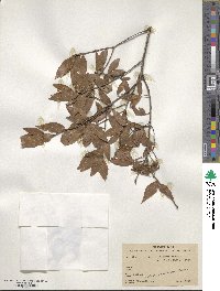 Quercus affinis image