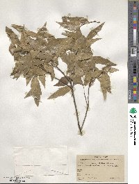 Quercus affinis image