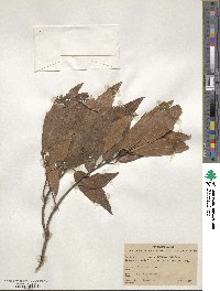 Quercus affinis image