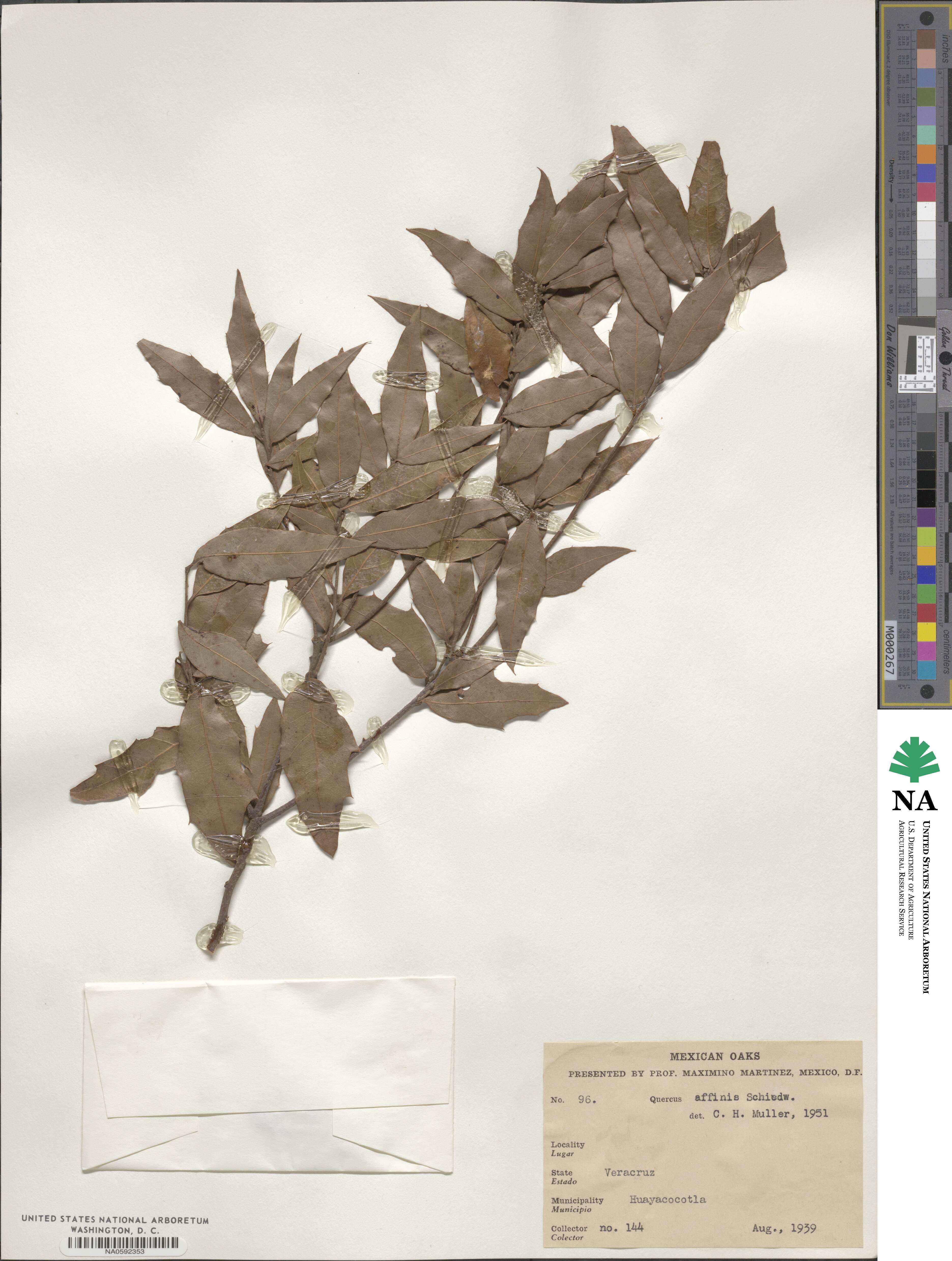Quercus affinis image