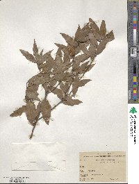 Quercus affinis image