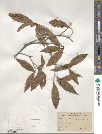 Quercus affinis image