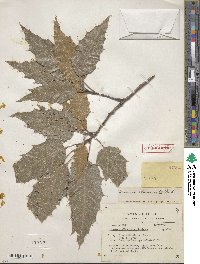 Image of Quercus albocincta