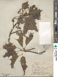 Quercus albocincta image