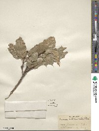 Quercus albocincta image