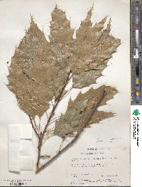 Quercus albocincta image