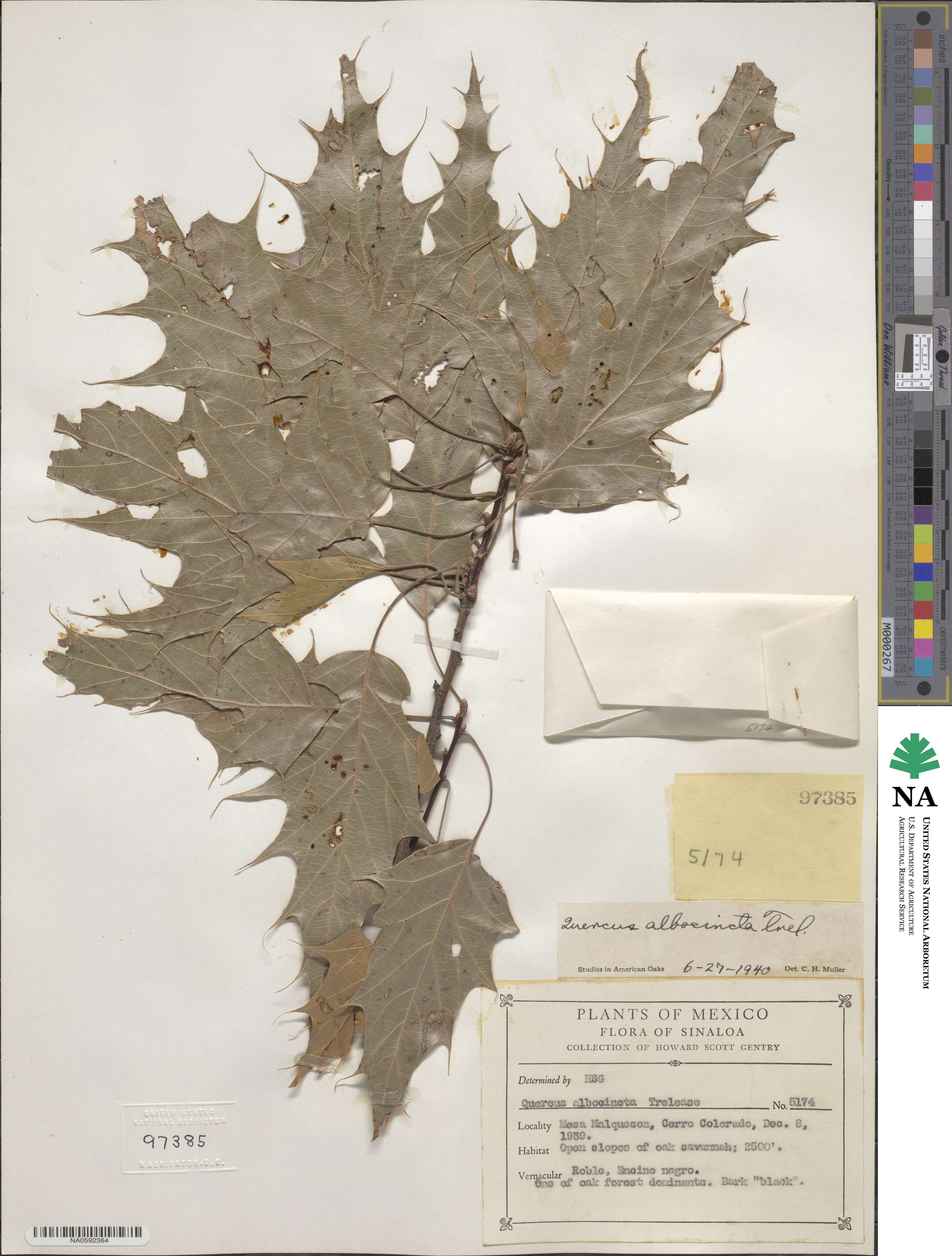 Quercus albocincta image