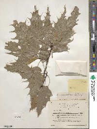 Quercus albocincta image