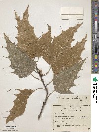 Quercus albocincta image