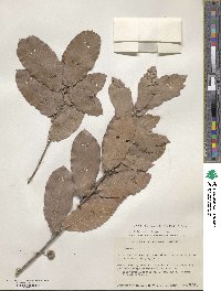 Quercus aristata image