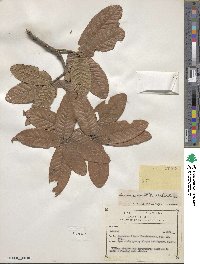 Quercus aristata image