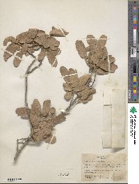 Quercus arizonica image