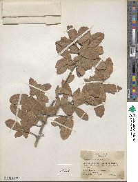 Quercus arizonica image