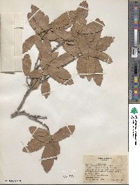 Quercus arizonica image