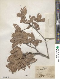 Quercus arizonica image