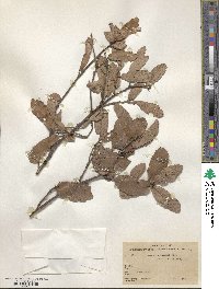 Quercus arizonica image