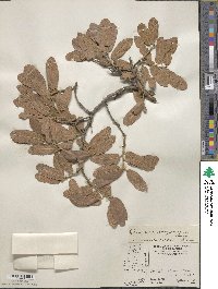 Quercus arizonica image