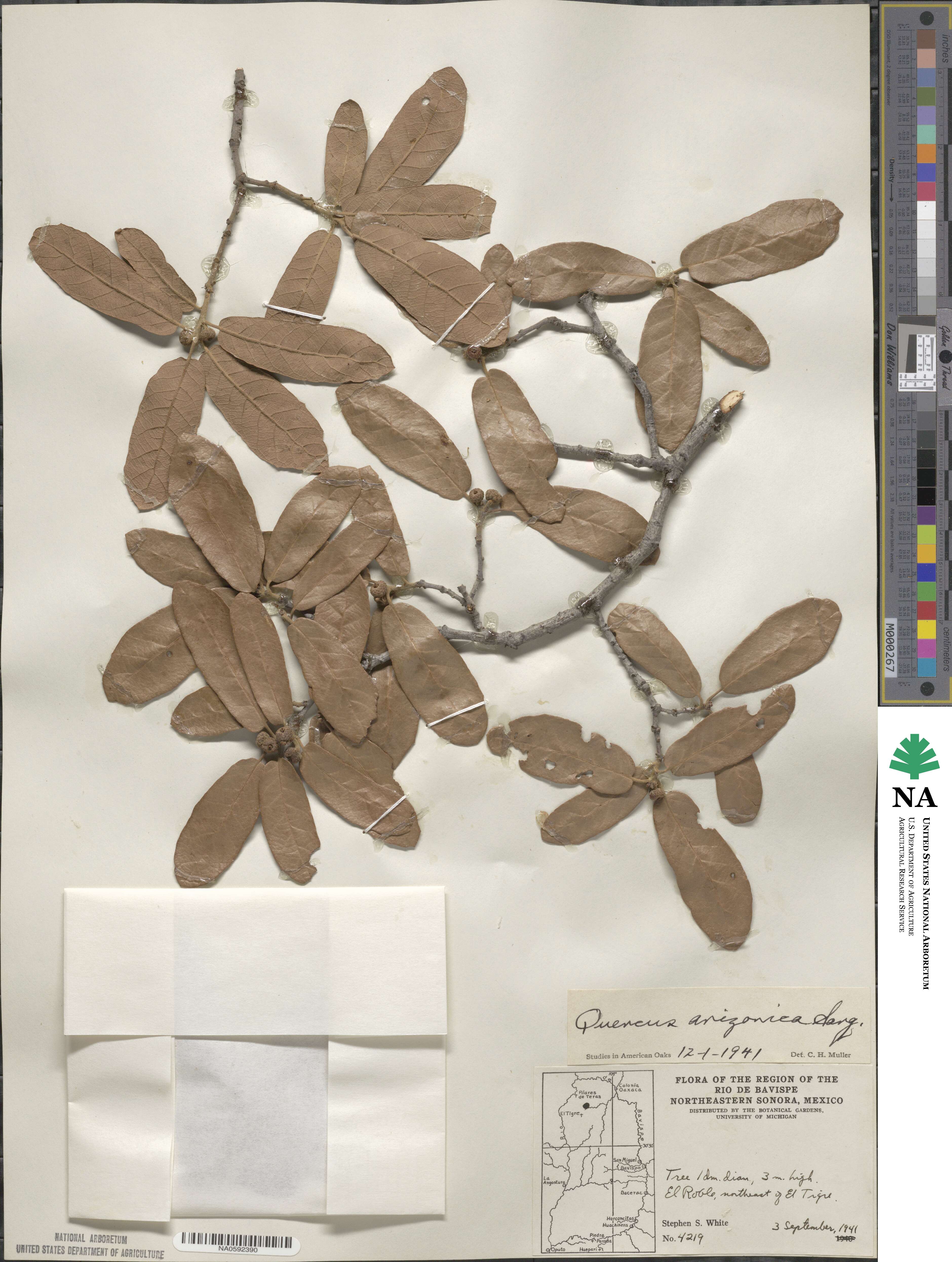 Quercus arizonica image