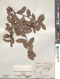 Quercus arizonica image