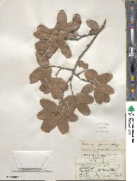 Quercus arizonica image