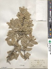 Quercus arizonica image