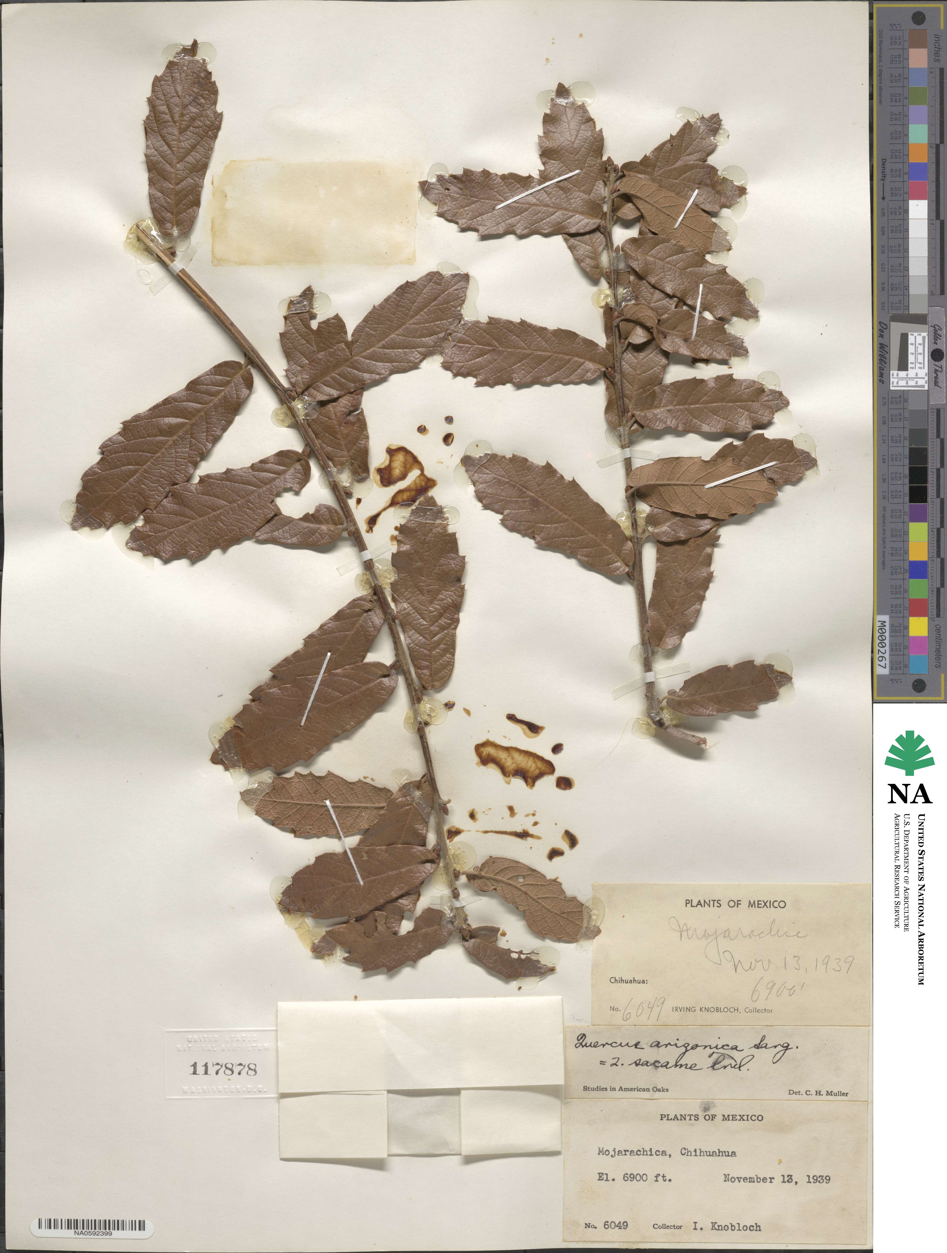 Quercus arizonica image