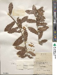 Quercus arizonica image