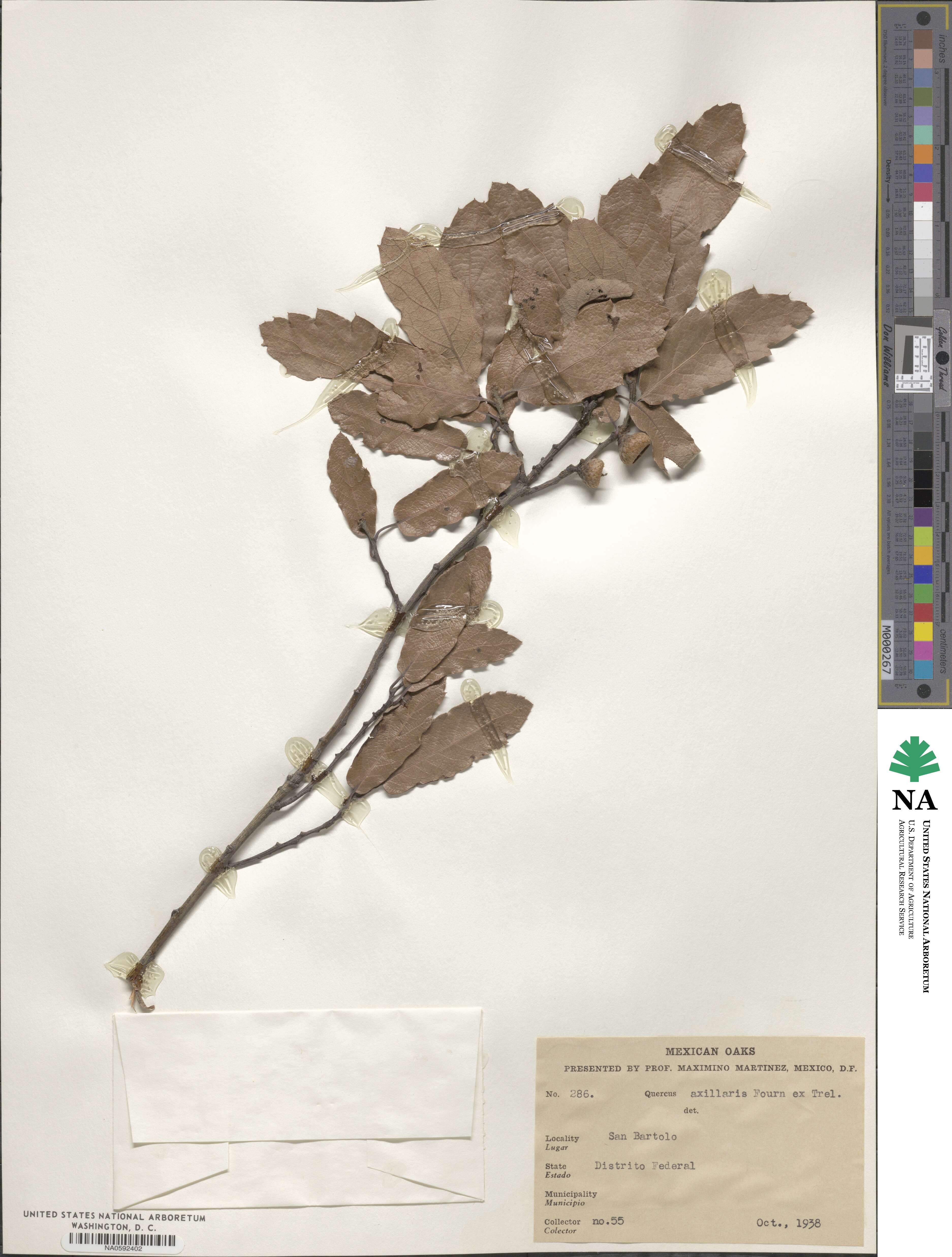 Quercus axillaris image