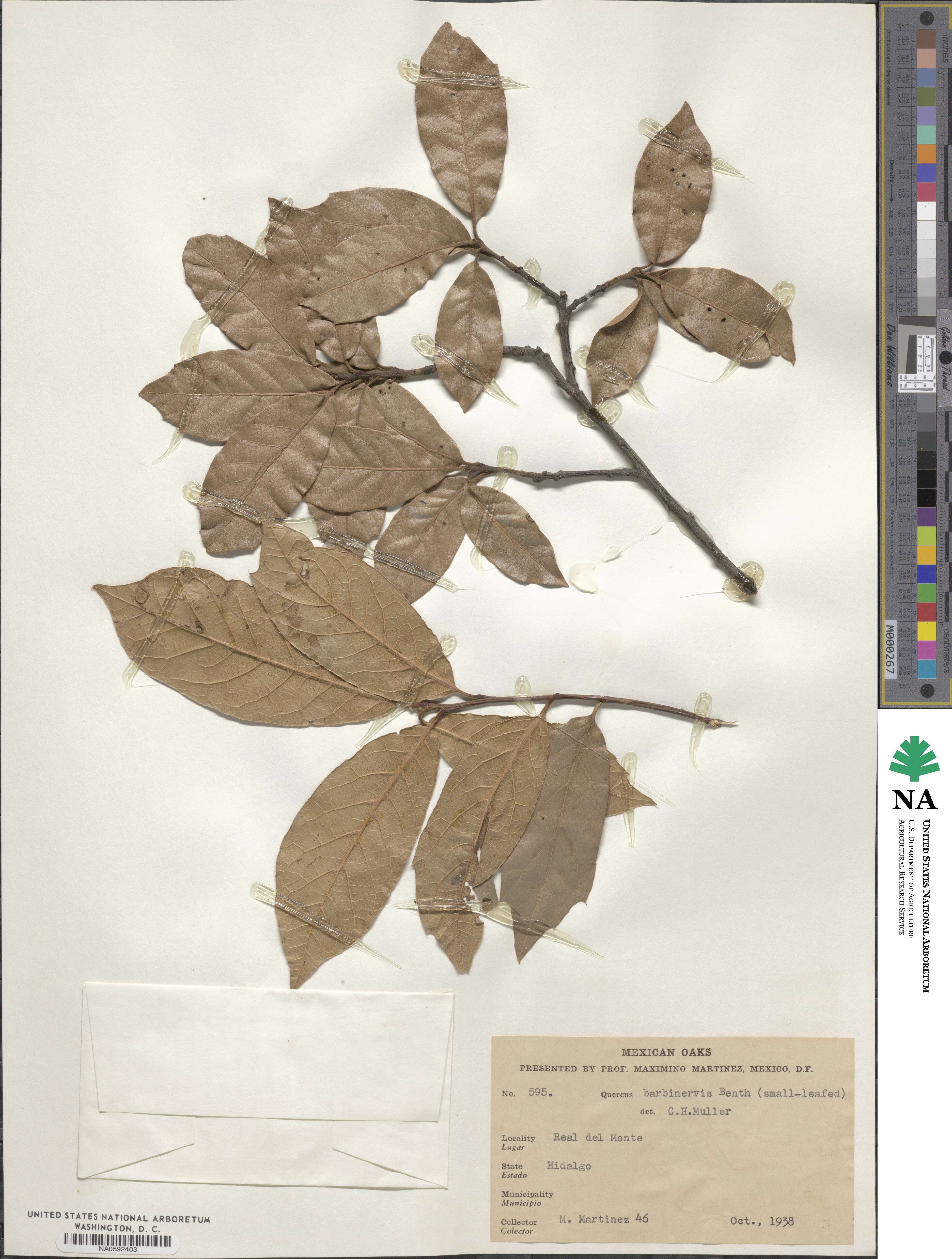 Quercus laurina image