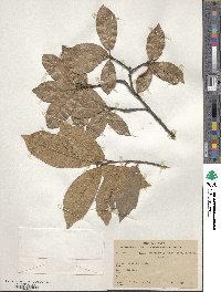 Quercus laurina image