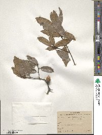 Quercus laurina image