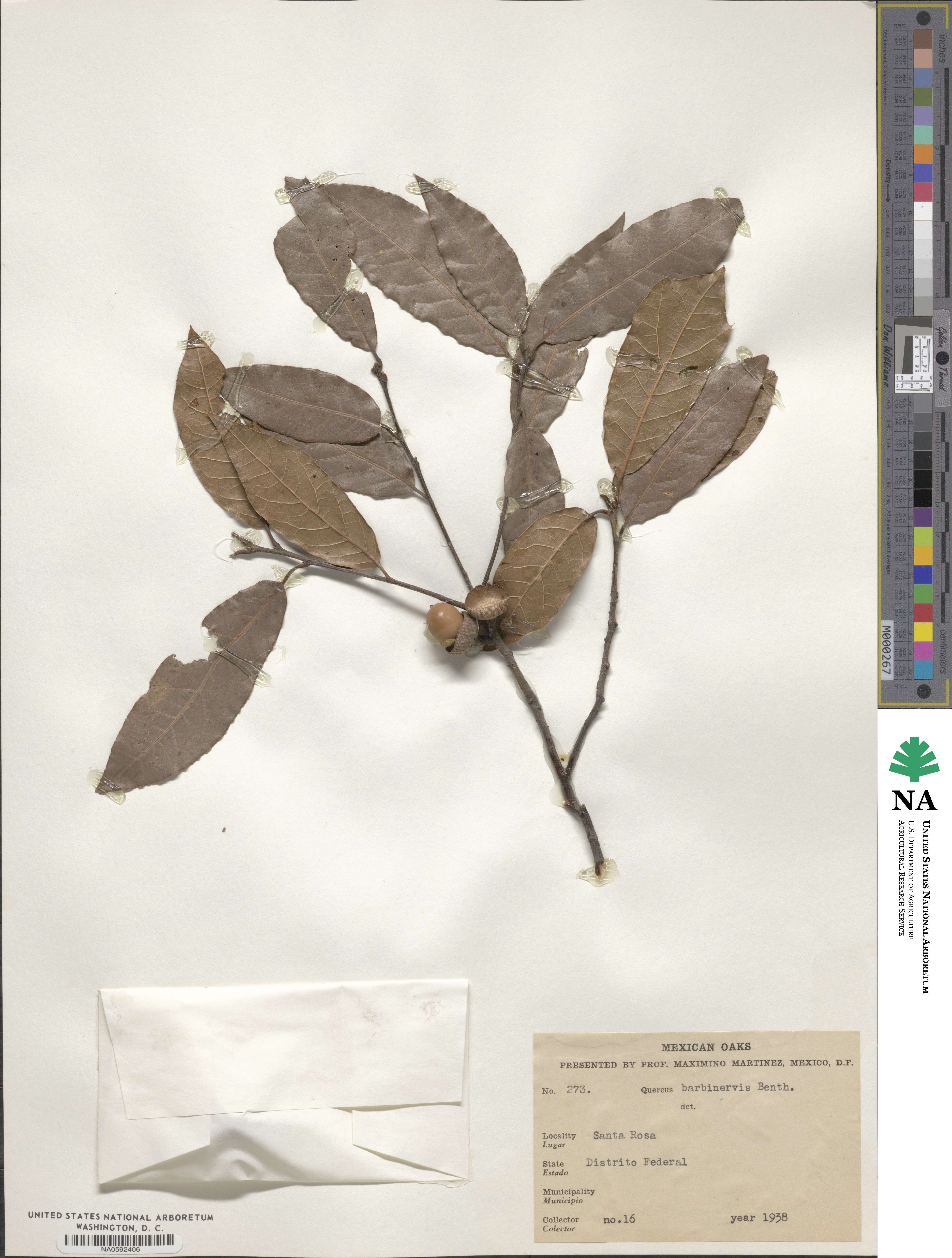 Quercus laurina image