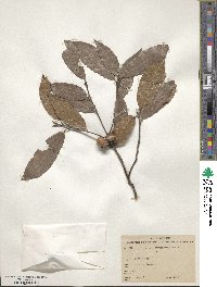 Quercus laurina image