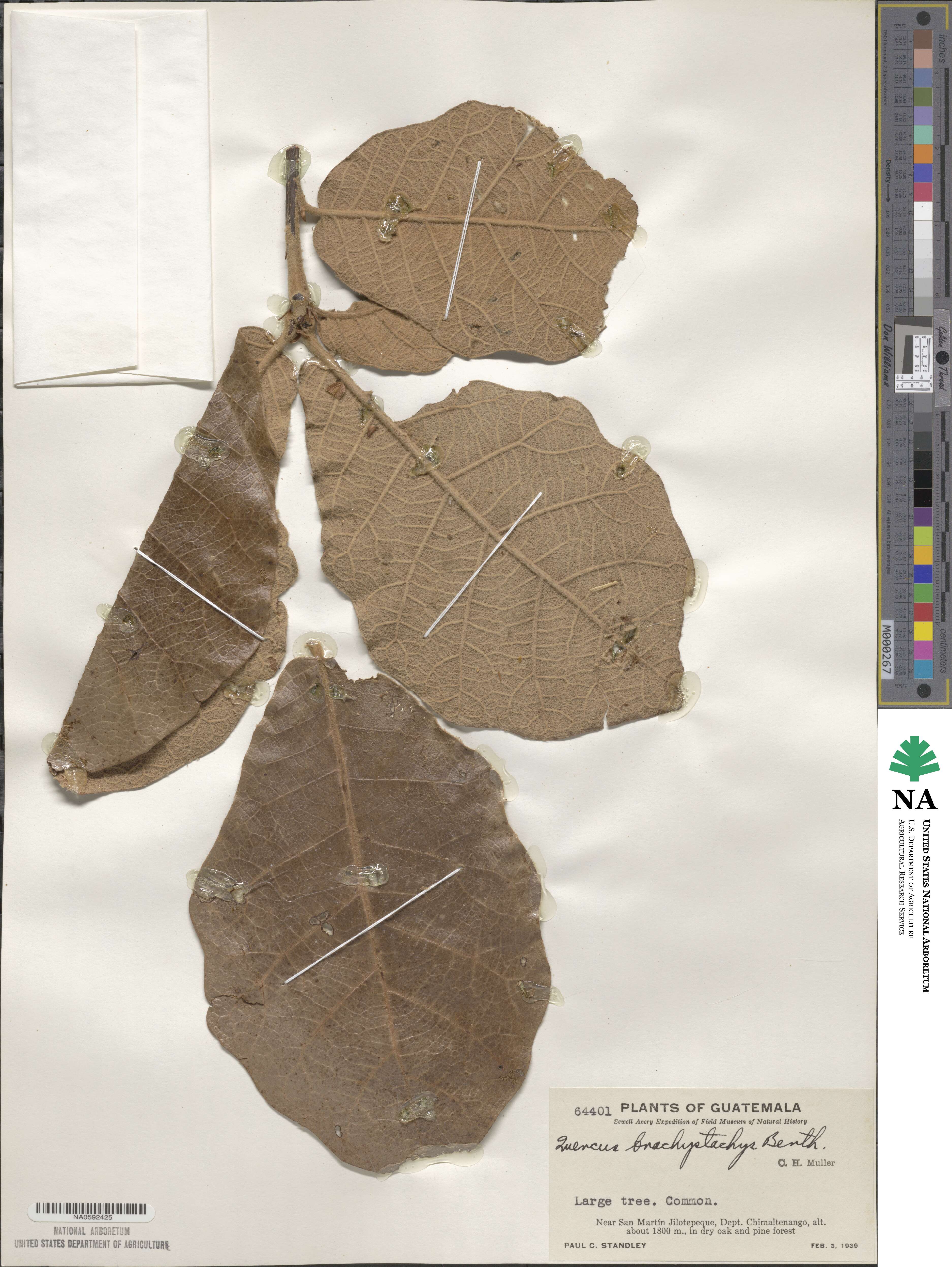Quercus crassifolia image