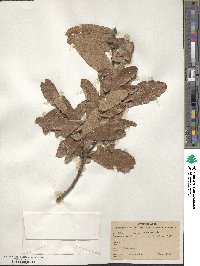 Quercus castanea image