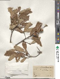 Quercus castanea image