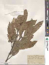 Quercus castanea image