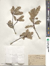 Quercus castanea image