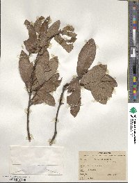 Quercus castanea image