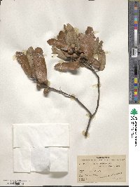 Quercus castanea image