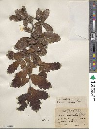 Quercus laeta image