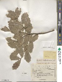 Quercus chihuahuensis image