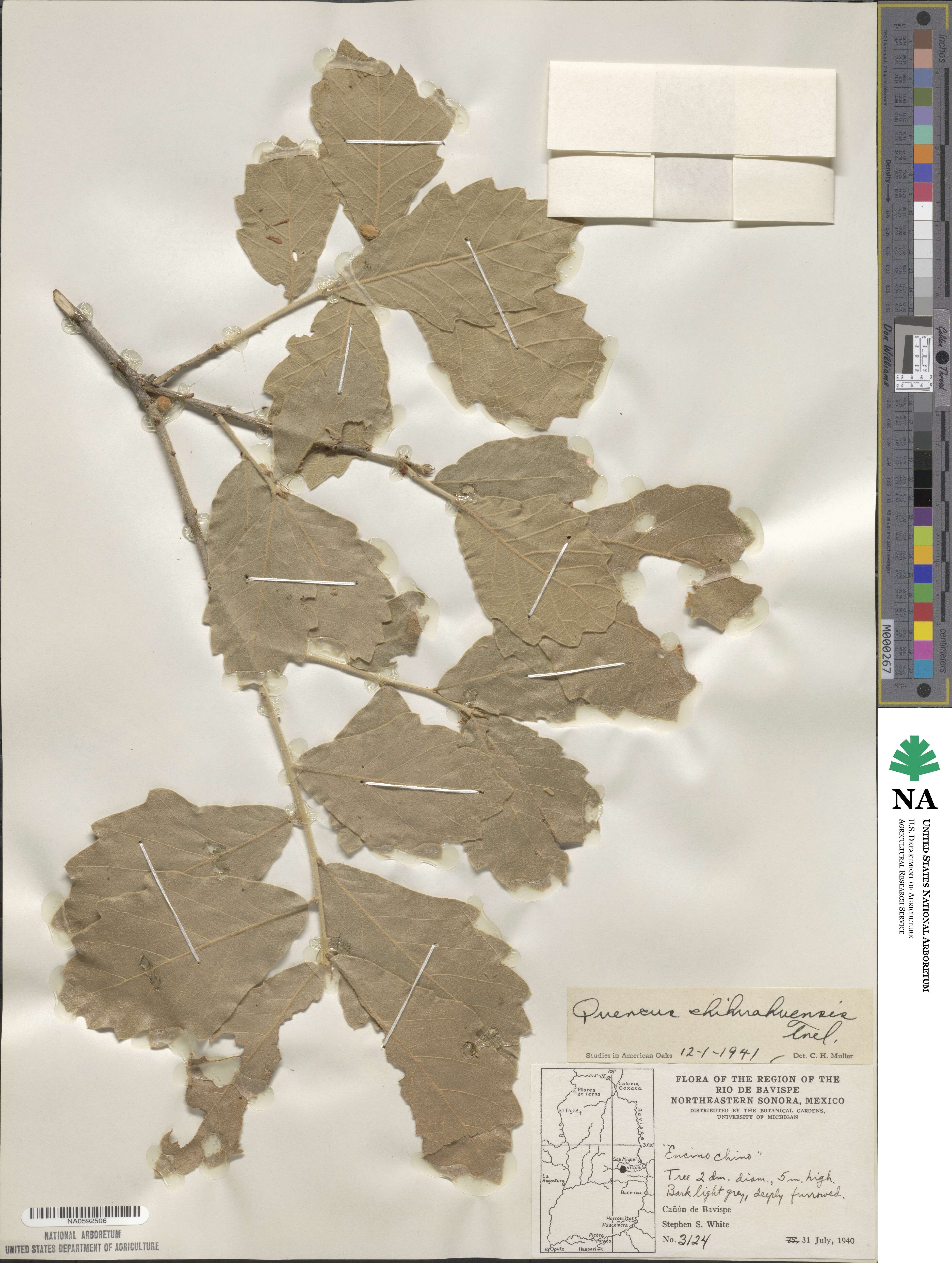 Quercus chihuahuensis image