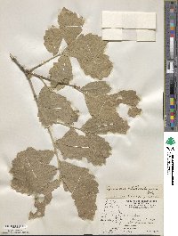 Quercus chihuahuensis image