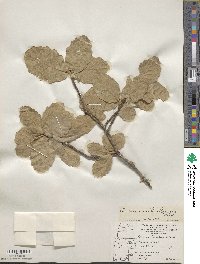 Quercus chihuahuensis image