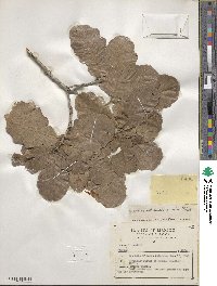 Quercus chihuahuensis image